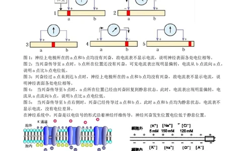 第26.2讲神经冲动的产生、传导和传递（讲义）（学生版）_2024年新高考资料_1.2024一轮复习_2024年高考生物一轮复习讲练测（新教材新高考）