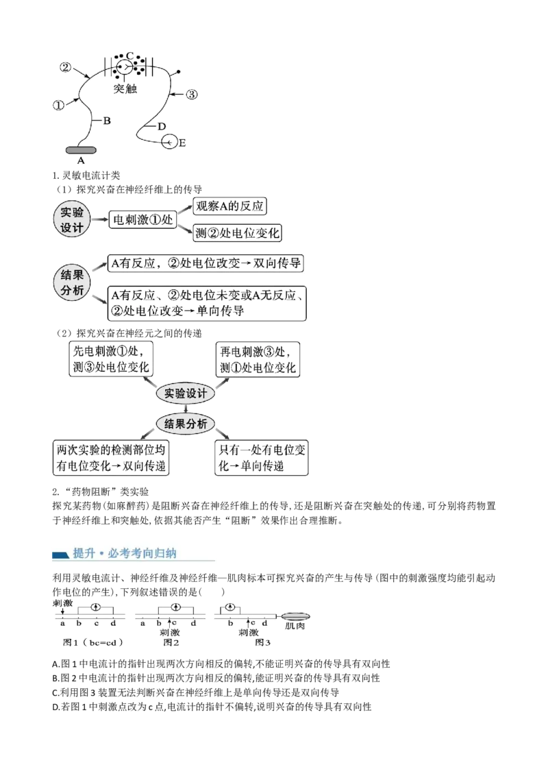 第26.2讲神经冲动的产生、传导和传递（讲义）（学生版）_2024年新高考资料_1.2024一轮复习_2024年高考生物一轮复习讲练测（新教材新高考）