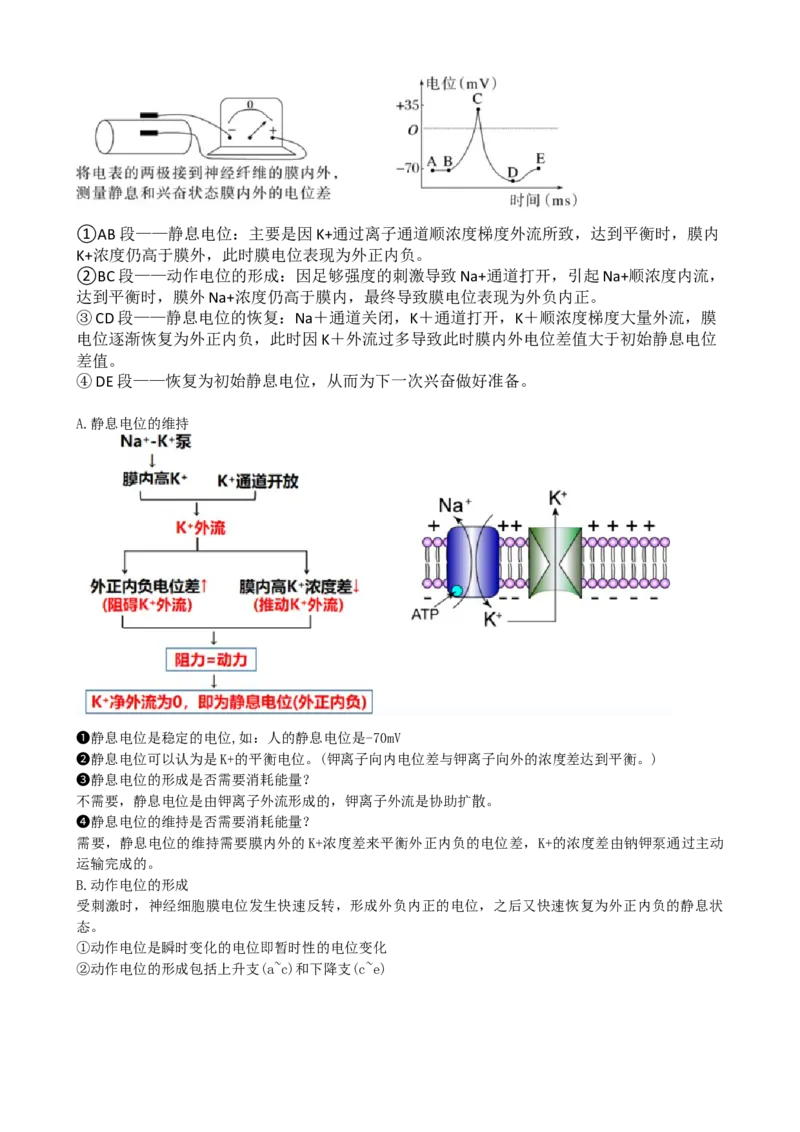 第26.2讲神经冲动的产生、传导和传递（讲义）（学生版）_2024年新高考资料_1.2024一轮复习_2024年高考生物一轮复习讲练测（新教材新高考）