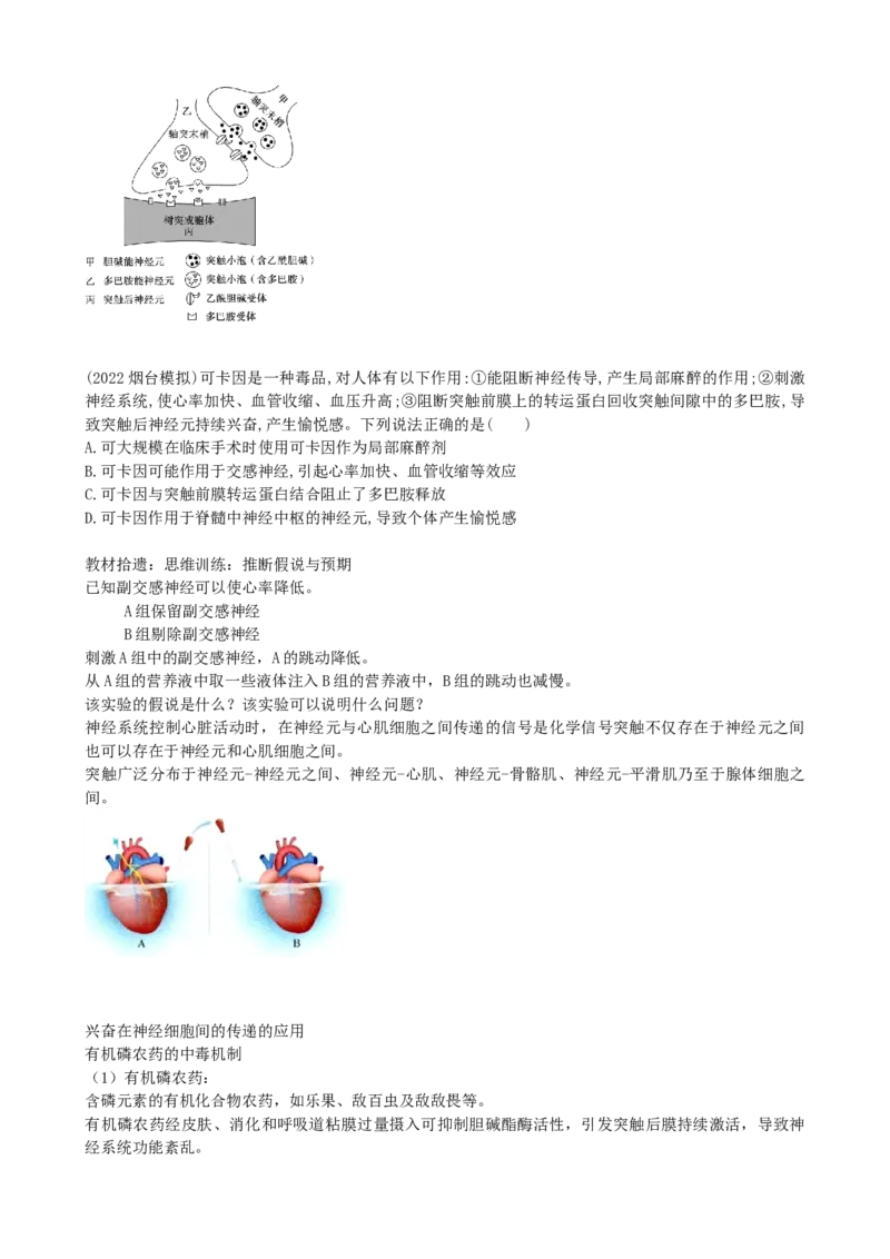 第26.2讲神经冲动的产生、传导和传递（讲义）（学生版）_2024年新高考资料_1.2024一轮复习_2024年高考生物一轮复习讲练测（新教材新高考）