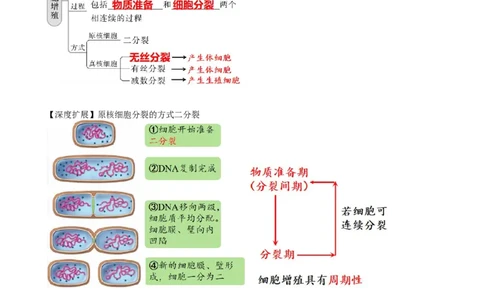 第12讲细胞的增殖（讲义）（学生版）_2024年新高考资料_1.2024一轮复习_2024年高考生物一轮复习讲练测（新教材新高考）