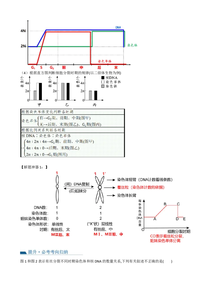 第12讲细胞的增殖（讲义）（学生版）_2024年新高考资料_1.2024一轮复习_2024年高考生物一轮复习讲练测（新教材新高考）