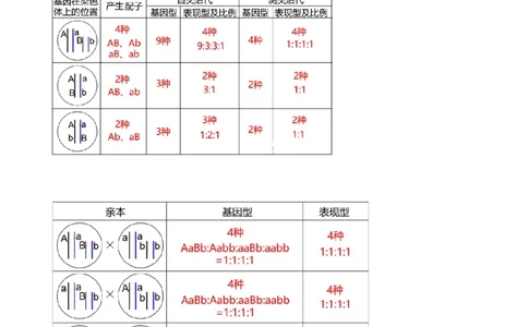 第17.2讲基因的自由组合定律相关题型（讲义）（学生版）_2024年新高考资料_1.2024一轮复习_2024年高考生物一轮复习讲练测（新教材新高考）