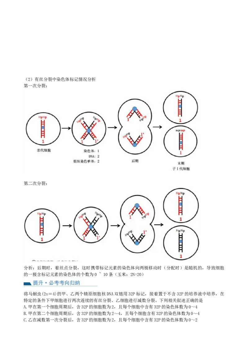 第21讲DNA分子的结构、复制与基因的本质（讲义）（教师版）_2024年新高考资料_1.2024一轮复习_2024年高考生物一轮复习讲练测（新教材新高考）