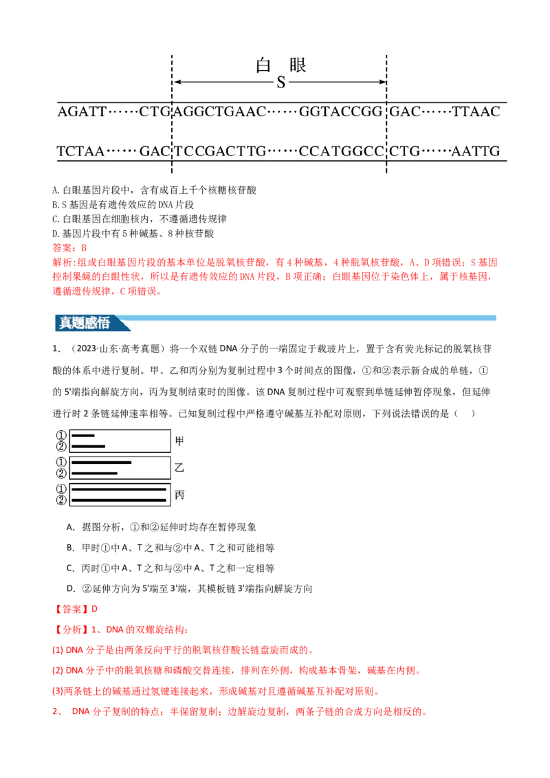 第21讲DNA分子的结构、复制与基因的本质（讲义）（教师版）_2024年新高考资料_1.2024一轮复习_2024年高考生物一轮复习讲练测（新教材新高考）
