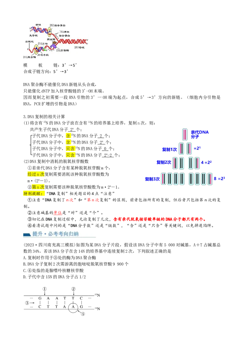 第21讲DNA分子的结构、复制与基因的本质（讲义）（教师版）_2024年新高考资料_1.2024一轮复习_2024年高考生物一轮复习讲练测（新教材新高考）