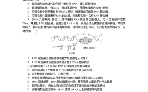 2025届高中生物学一轮复习检测案22　基因指导蛋白质的合成及其与性状的关系（含解析）_2025年新高考资料_一轮复习_2025届高中生物学一轮复习分层复习检测(含解析)