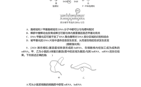 2025届高中生物学一轮复习检测案22　基因指导蛋白质的合成及其与性状的关系（含解析）_2025年新高考资料_一轮复习_2025届高中生物学一轮复习分层复习检测(含解析)