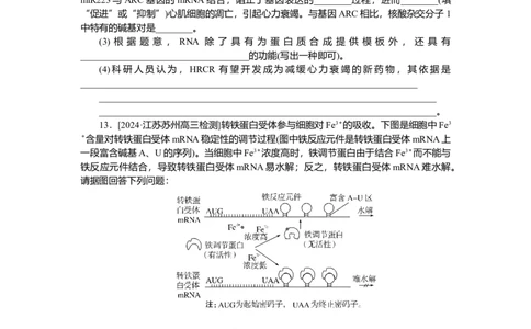 2025届高中生物学一轮复习检测案22　基因指导蛋白质的合成及其与性状的关系（含解析）_2025年新高考资料_一轮复习_2025届高中生物学一轮复习分层复习检测(含解析)