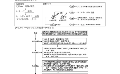 GKSW150_第13讲基因的分离定律-备战2022年高考生物一轮复习精品讲义（人教版）(解析版)_新高考复习资料_2022年新高考复习资料_备战2022新高考生物一轮复习精品讲义（人教版）