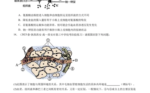 第25讲内环境与稳态（练习）（原卷版）_2024年新高考资料_1.2024一轮复习_2024年高考生物一轮复习讲练测（新教材新高考）