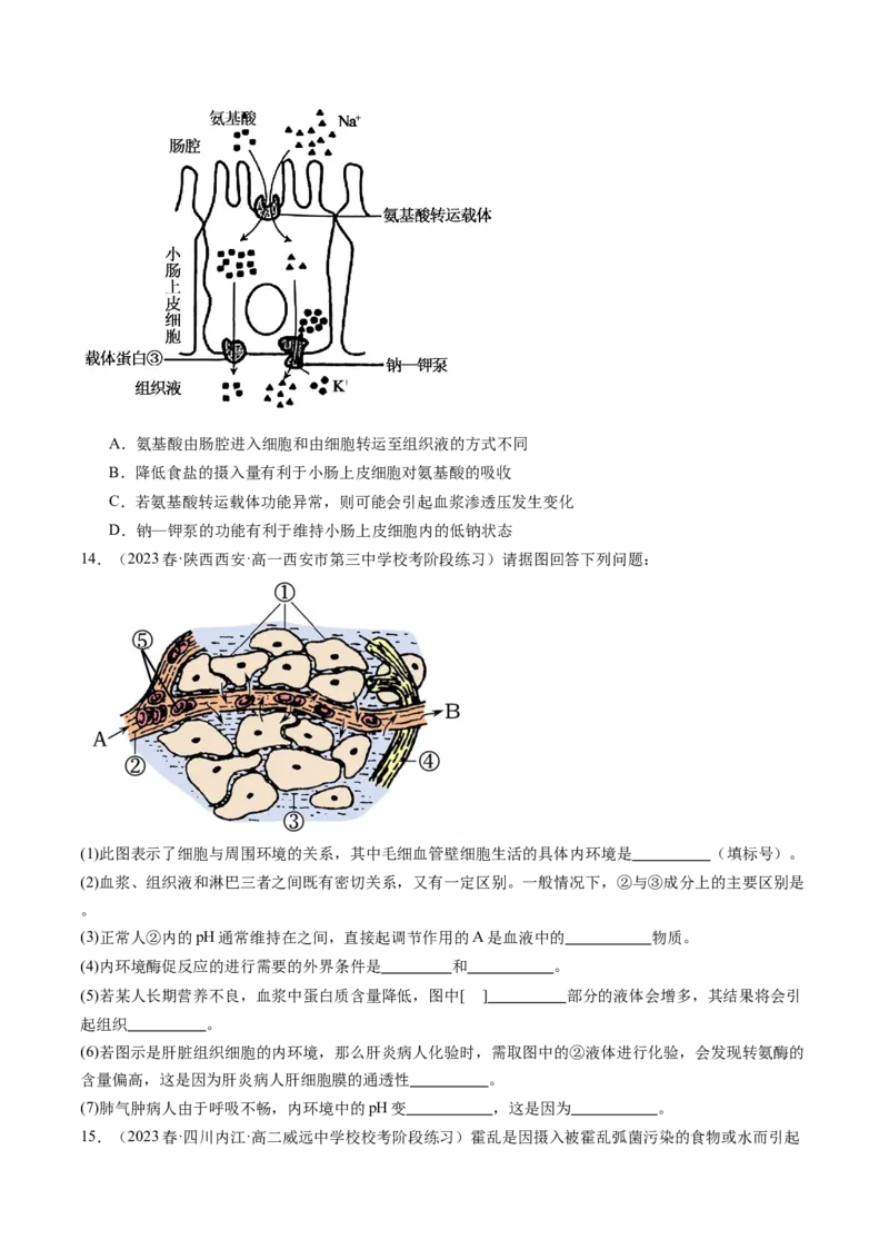 第25讲内环境与稳态（练习）（原卷版）_2024年新高考资料_1.2024一轮复习_2024年高考生物一轮复习讲练测（新教材新高考）