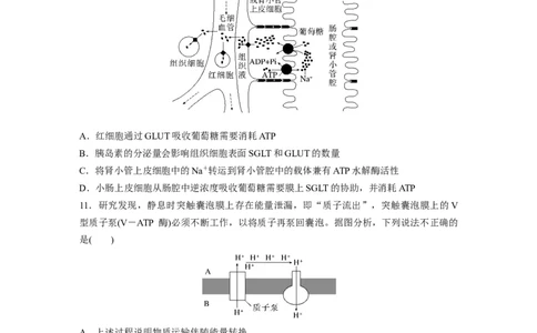 第2单元　课时练5　物质出入细胞的方式及影响因素_2024年新高考资料_1.2024一轮复习_2024年高考生物一轮复习讲义（新人教版）_学生版在此文件夹_一轮复习69练