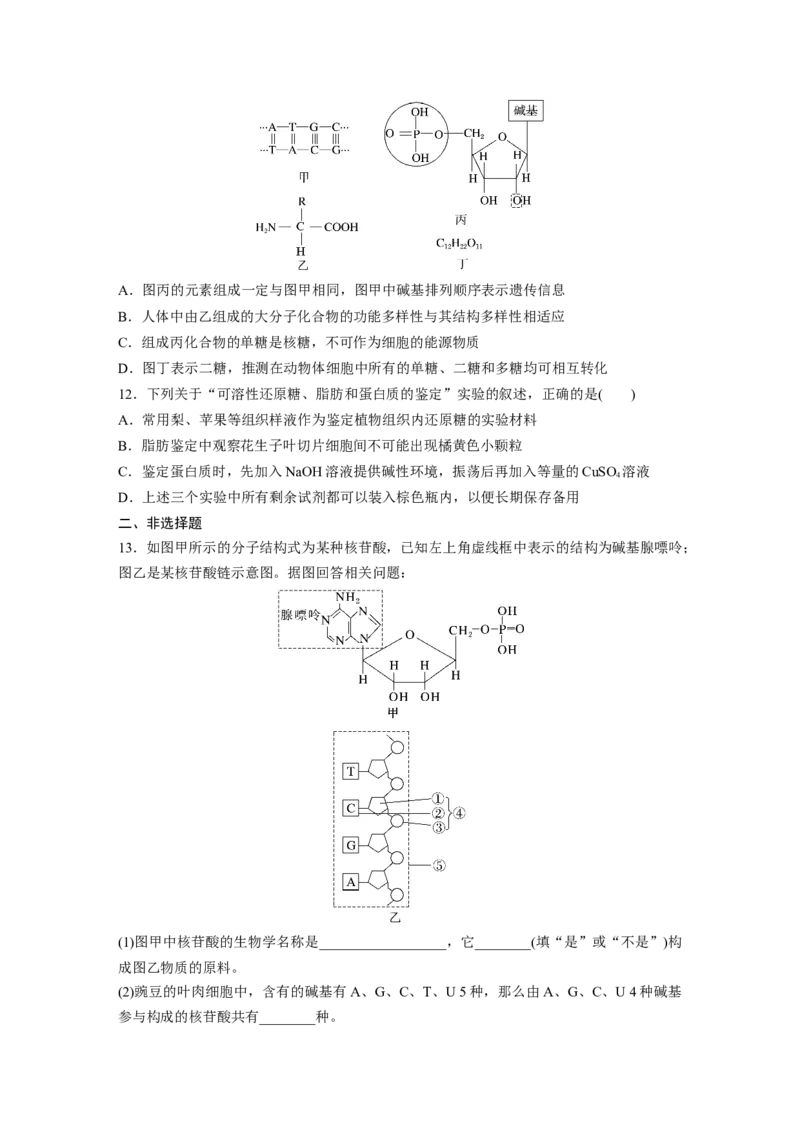 第1单元　课时练4　核酸是遗传信息的携带者、有机物的鉴定_2024年新高考资料_1.2024一轮复习_2024年高考生物一轮复习讲义（新人教版）_学生版在此文件夹_一轮复习69练
