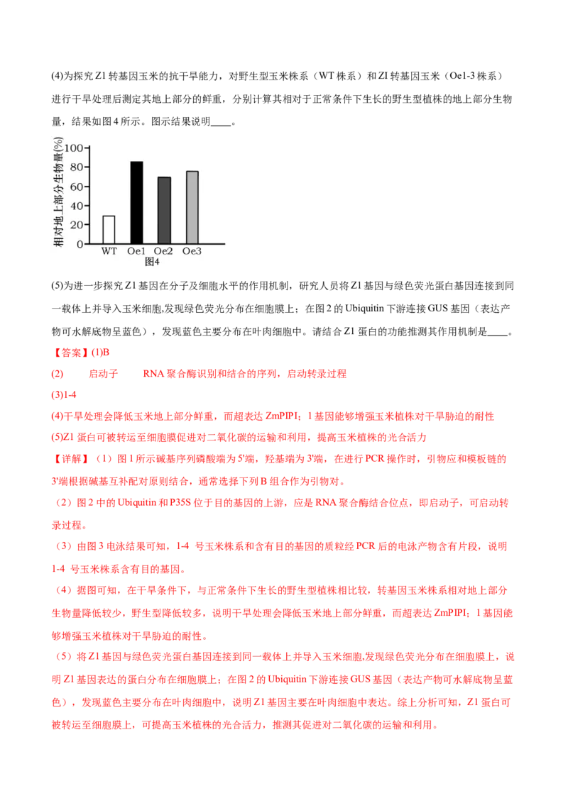 第18讲基因工程（练习）（解析版）_2024年新高考资料_2.2024二轮复习_2024年高考生物二轮复习讲练测（新教材新高考）