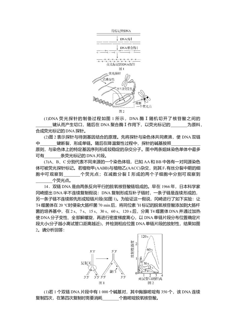 2025届高中生物学一轮复习检测案21　DNA的结构、复制及基因（含解析）_2025年新高考资料_一轮复习_2025届高中生物学一轮复习分层复习检测(含解析)