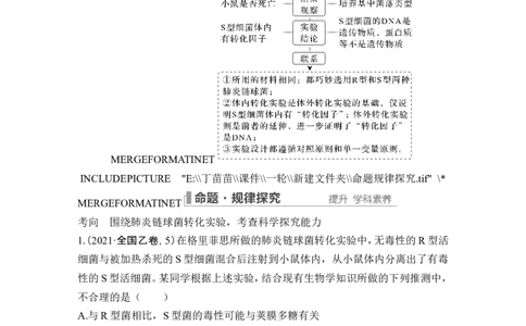 第16讲DNA是主要的遗传物质_2024年新高考资料_1.2024一轮复习_2024年高考生物一轮复习讲义（新人教版）_另附1套Word版题库_必修2_第六单元遗传的分子基础