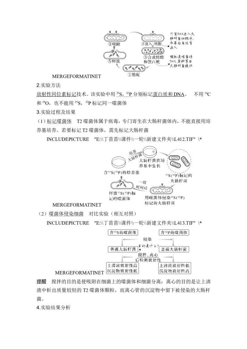 第16讲DNA是主要的遗传物质_2024年新高考资料_1.2024一轮复习_2024年高考生物一轮复习讲义（新人教版）_另附1套Word版题库_必修2_第六单元遗传的分子基础