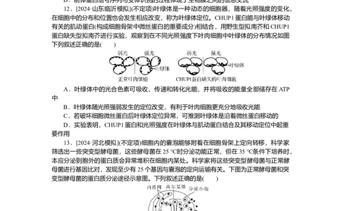 2025届高中生物学一轮复习检测案6　细胞器之间的分工合作（含解析）_2025年新高考资料_一轮复习_2025届高中生物学一轮复习分层复习检测(含解析)