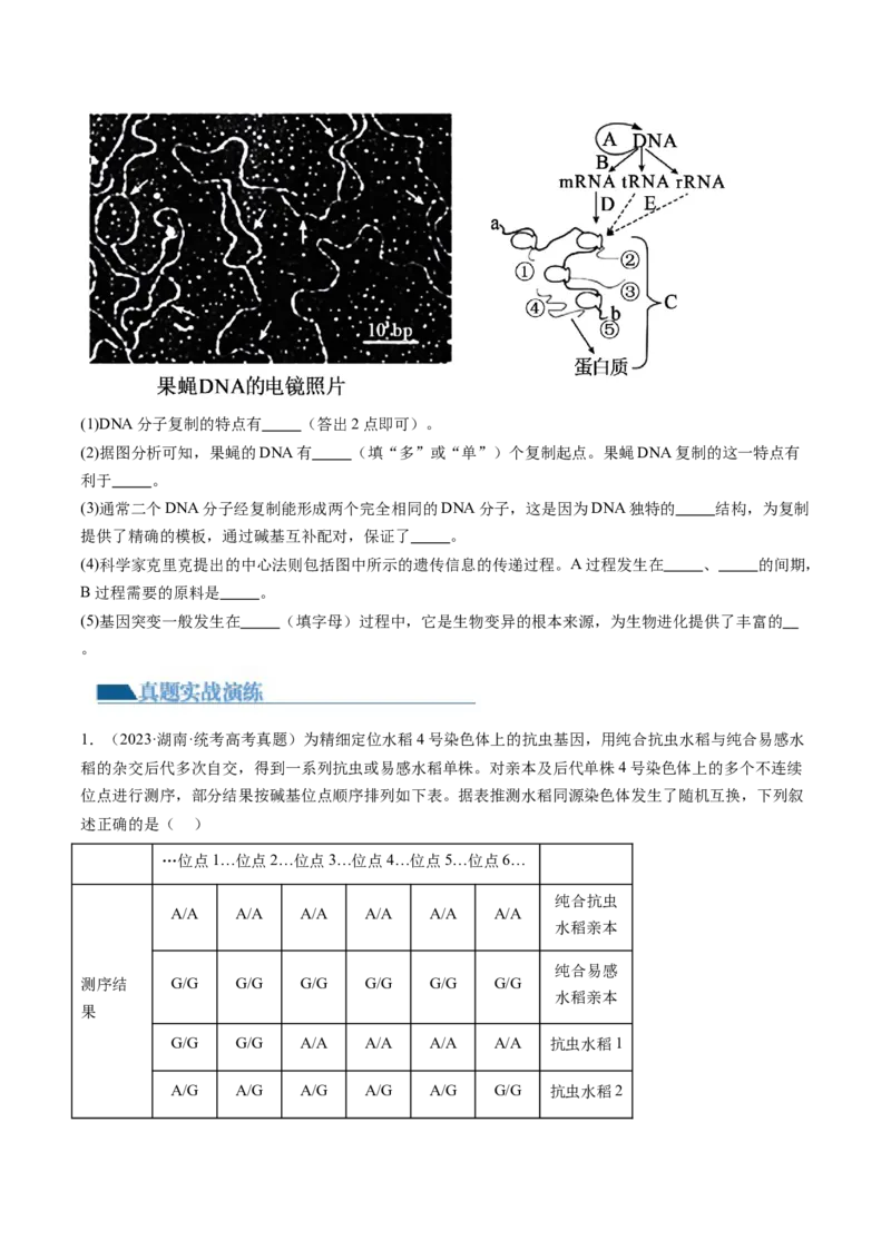 第23讲生物的变异（练习）（原卷版）_2024年新高考资料_1.2024一轮复习_2024年高考生物一轮复习讲练测（新教材新高考）