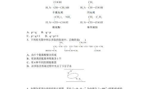 专练6　蛋白质的计算分析_新高考复习资料_2023年新高考复习资料_专项复习_2023《微专题&middot;小练习》&middot;生物&middot;新教材&middot;XL-7