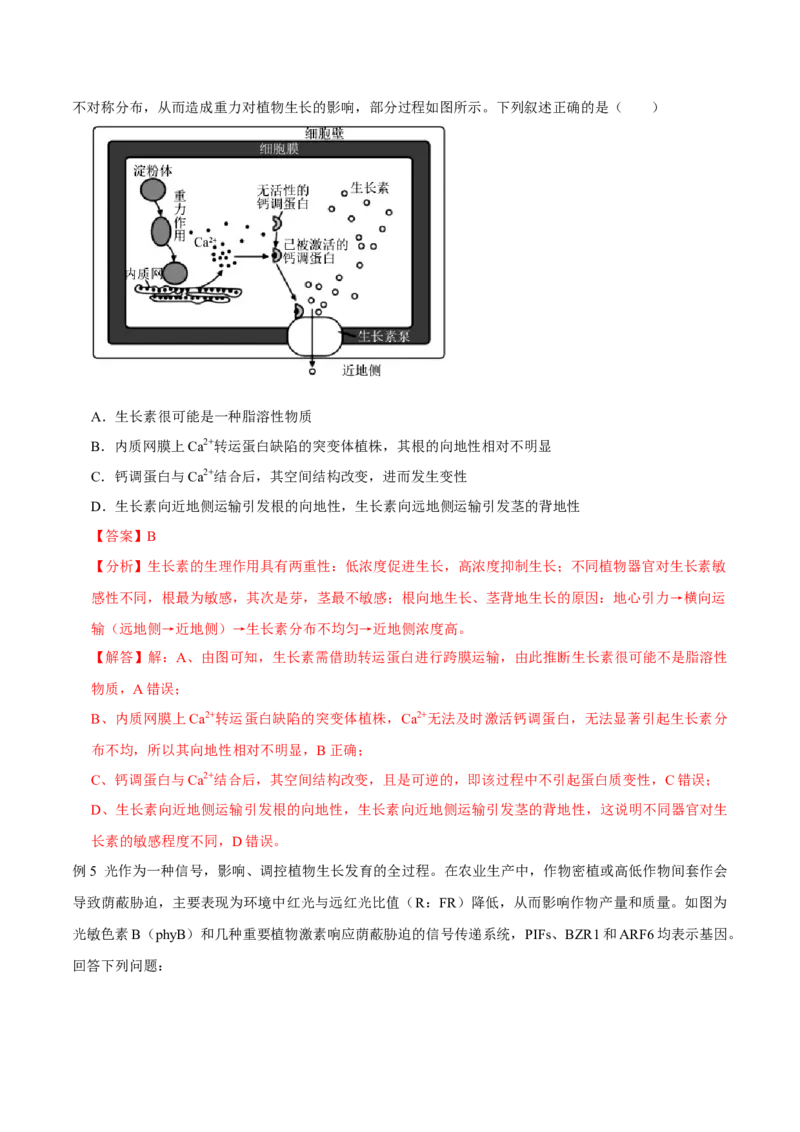 第13讲植物生命活动的调节（讲义）解析版_2024年新高考资料_2.2024二轮复习_2024年高考生物二轮复习讲练测（新教材新高考）