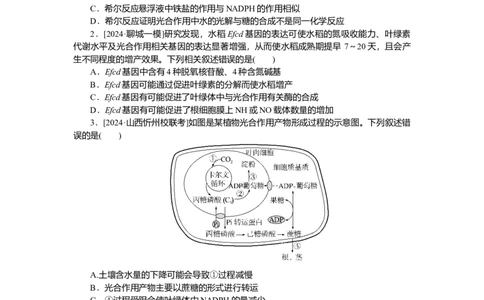 2025届高中生物学一轮复习检测案11　光合作用(二)（含解析）_2025年新高考资料_一轮复习_2025届高中生物学一轮复习分层复习检测(含解析)