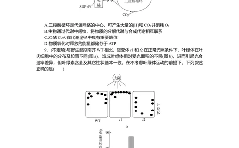 2025届高中生物学一轮复习检测案11　光合作用(二)（含解析）_2025年新高考资料_一轮复习_2025届高中生物学一轮复习分层复习检测(含解析)