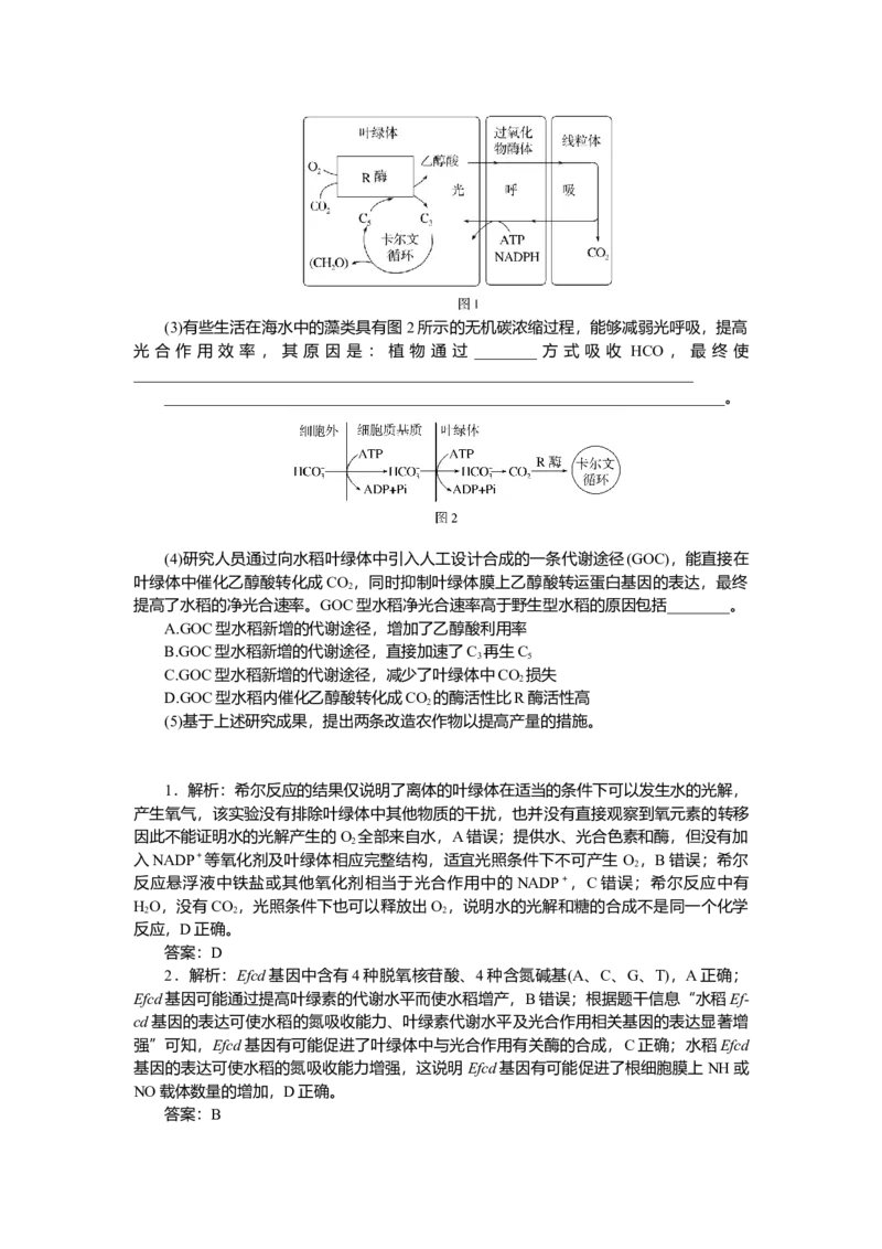 2025届高中生物学一轮复习检测案11　光合作用(二)（含解析）_2025年新高考资料_一轮复习_2025届高中生物学一轮复习分层复习检测(含解析)