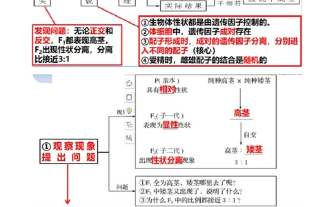 第16讲基因的分离定律（讲义）（学生版）_2024年新高考资料_1.2024一轮复习_2024年高考生物一轮复习讲练测（新教材新高考）