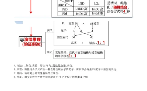 第16讲基因的分离定律（讲义）（学生版）_2024年新高考资料_1.2024一轮复习_2024年高考生物一轮复习讲练测（新教材新高考）