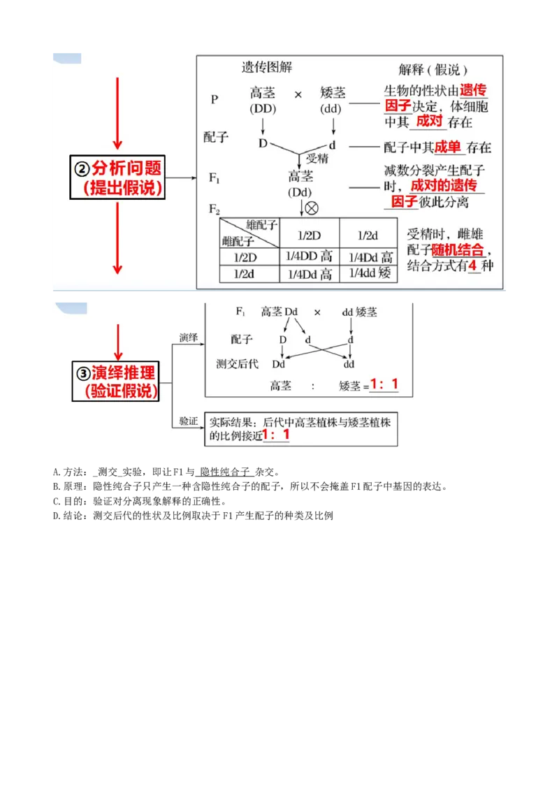 第16讲基因的分离定律（讲义）（学生版）_2024年新高考资料_1.2024一轮复习_2024年高考生物一轮复习讲练测（新教材新高考）