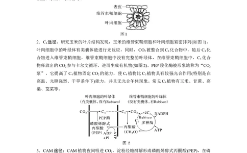 第3单元　解惑练1　C3植物、C4植物和CAM植物_2024年新高考资料_1.2024一轮复习_2024年高考生物一轮复习讲义（新人教版）_学生版在此文件夹_一轮复习69练_第三单元　细胞的能量供应和利用