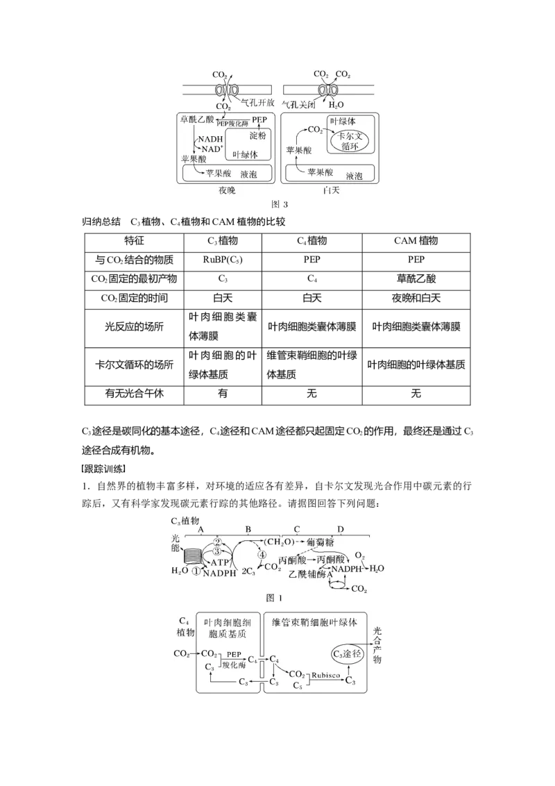 第3单元　解惑练1　C3植物、C4植物和CAM植物_2024年新高考资料_1.2024一轮复习_2024年高考生物一轮复习讲义（新人教版）_学生版在此文件夹_一轮复习69练_第三单元　细胞的能量供应和利用