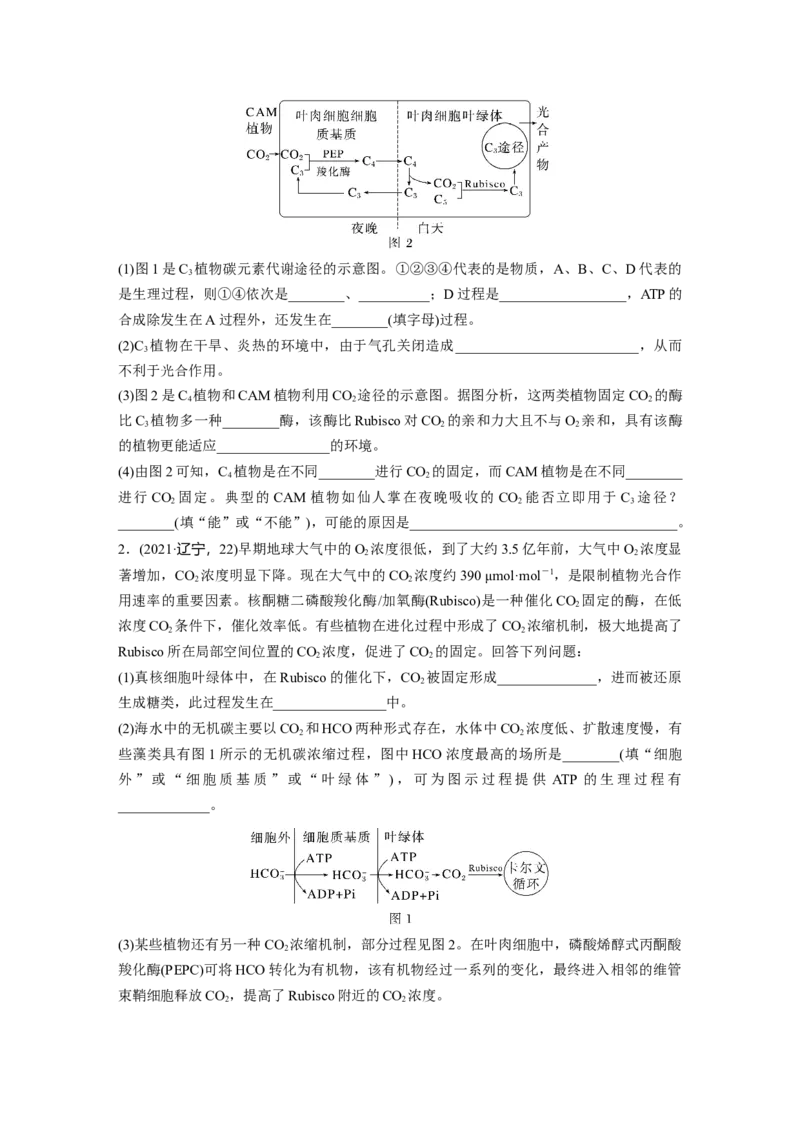 第3单元　解惑练1　C3植物、C4植物和CAM植物_2024年新高考资料_1.2024一轮复习_2024年高考生物一轮复习讲义（新人教版）_学生版在此文件夹_一轮复习69练_第三单元　细胞的能量供应和利用