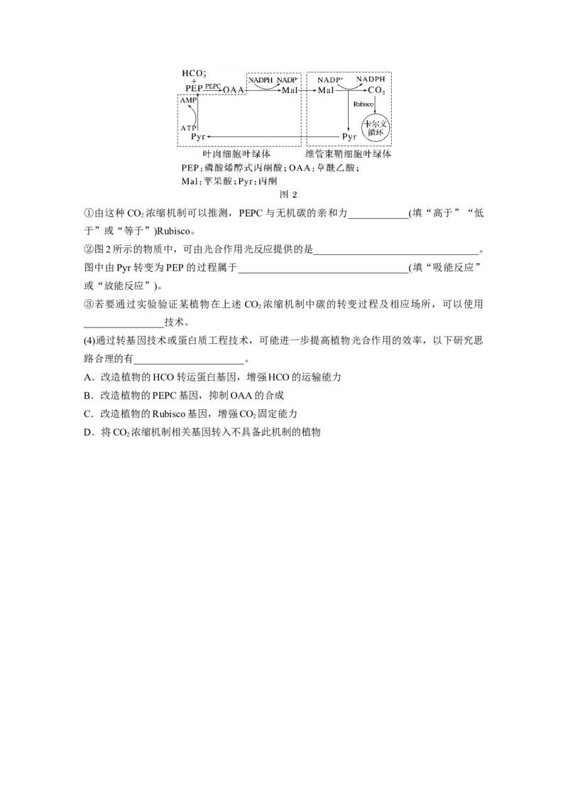 第3单元　解惑练1　C3植物、C4植物和CAM植物_2024年新高考资料_1.2024一轮复习_2024年高考生物一轮复习讲义（新人教版）_学生版在此文件夹_一轮复习69练_第三单元　细胞的能量供应和利用