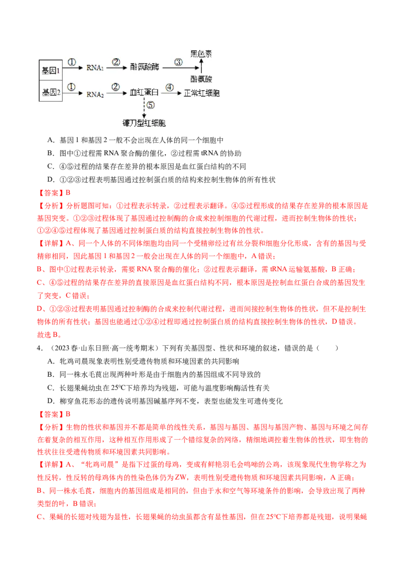 第22讲基因的表达、基因与性状的关系（练习）（解析版）_2024年新高考资料_1.2024一轮复习_2024年高考生物一轮复习讲练测（新教材新高考）