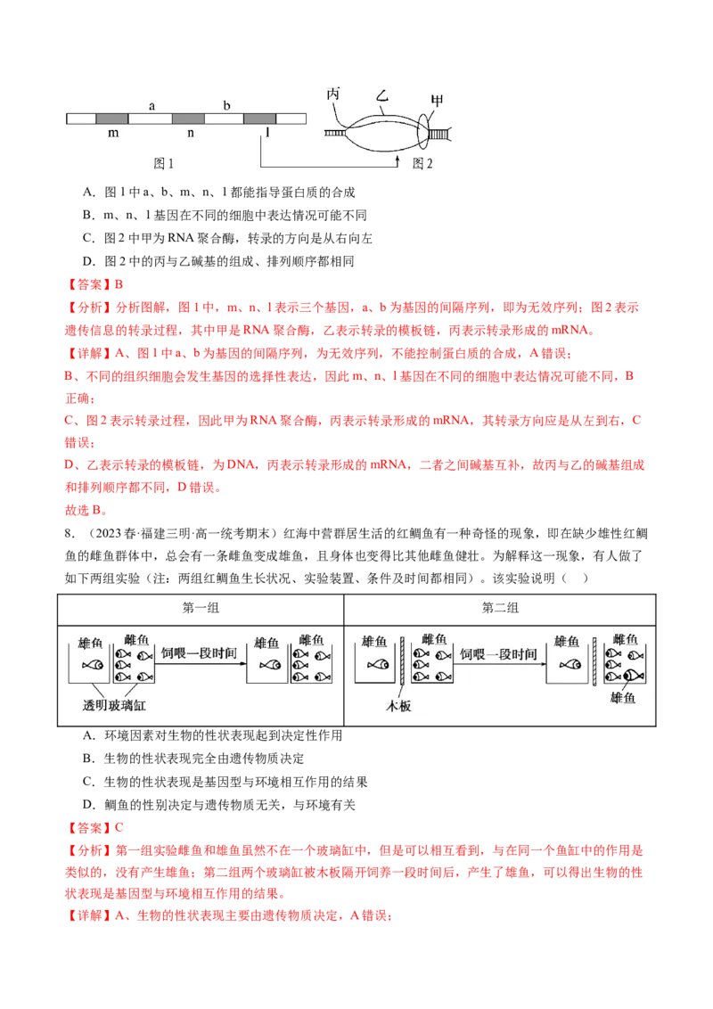 第22讲基因的表达、基因与性状的关系（练习）（解析版）_2024年新高考资料_1.2024一轮复习_2024年高考生物一轮复习讲练测（新教材新高考）