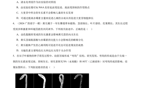 第13讲植物生命活动的调节（练习）（原卷版）_2024年新高考资料_2.2024二轮复习_2024年高考生物二轮复习讲练测（新教材新高考）
