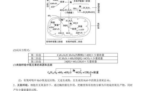 GKSW150_第8讲细胞呼吸-备战2022年高考生物一轮复习精品讲义（人教版）(解析版)_新高考复习资料_2022年新高考复习资料_备战2022新高考生物一轮复习精品讲义（人教版）