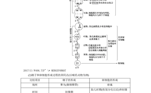 [12533082]高中生物一轮复习学案：第12讲　减数分裂与受精作用_新高考复习资料_2023年新高考复习资料_一轮复习_精讲精练2023届新高考生物一轮复习学案