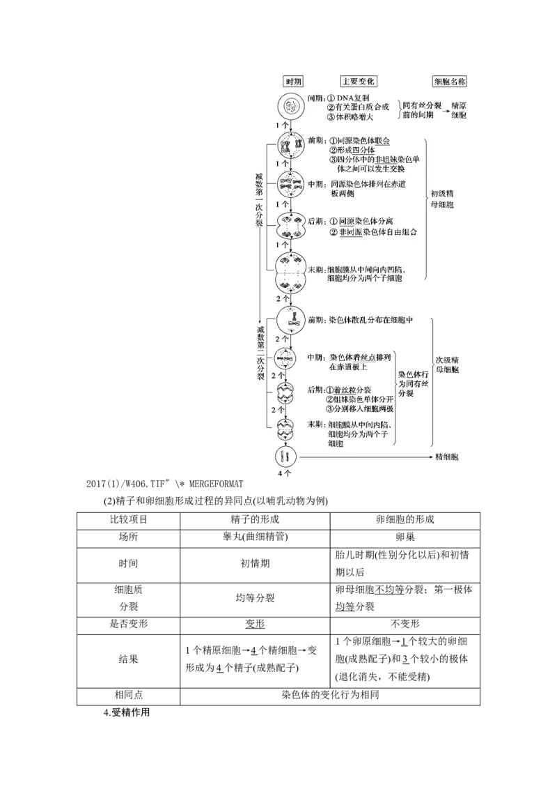 [12533082]高中生物一轮复习学案：第12讲　减数分裂与受精作用_新高考复习资料_2023年新高考复习资料_一轮复习_精讲精练2023届新高考生物一轮复习学案