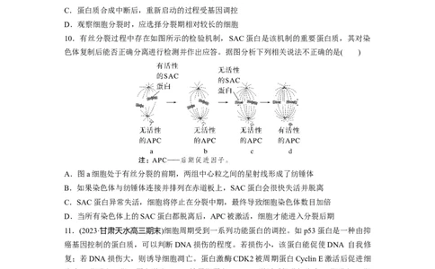 第4单元　课时练1　细胞的增殖_2024年新高考资料_1.2024一轮复习_2024年高考生物一轮复习讲义（新人教版）_学生版在此文件夹_一轮复习69练_第四单元　细胞的生命历程