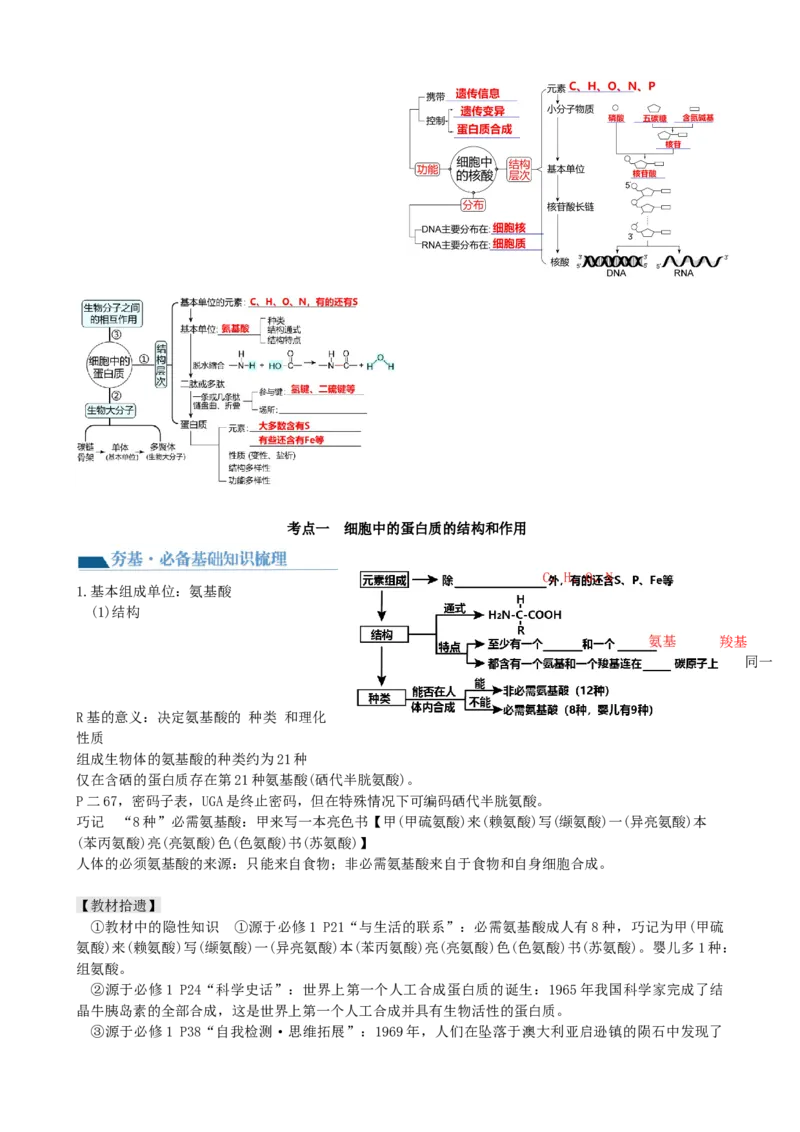 第4讲细胞中的蛋白质和核酸（讲义）（教师版）_2024年新高考资料_1.2024一轮复习_2024年高考生物一轮复习讲练测（新教材新高考）