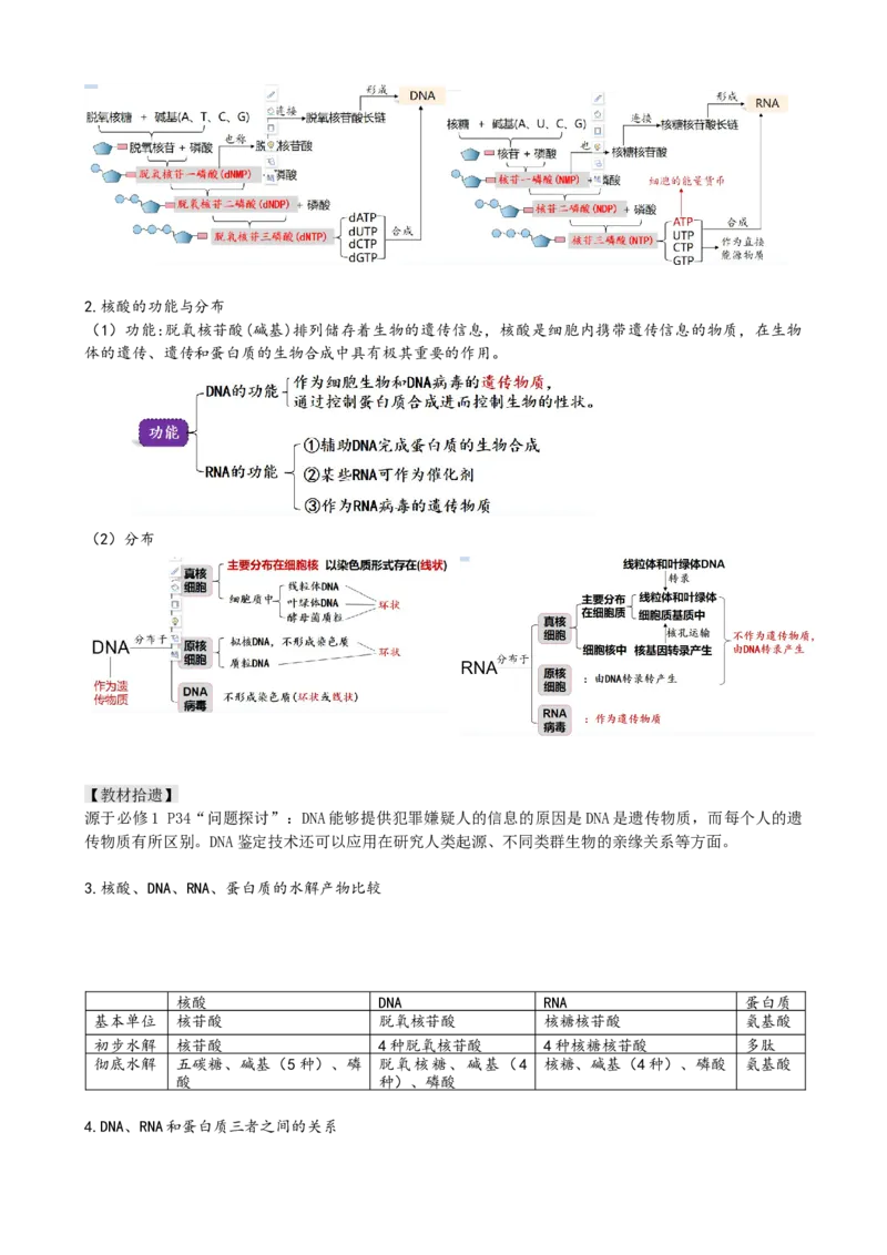 第4讲细胞中的蛋白质和核酸（讲义）（教师版）_2024年新高考资料_1.2024一轮复习_2024年高考生物一轮复习讲练测（新教材新高考）