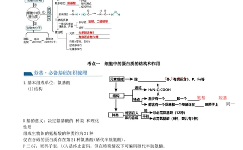 第4讲细胞中的蛋白质和核酸（讲义）（教师版）_2024年新高考资料_1.2024一轮复习_2024年高考生物一轮复习讲练测（新教材新高考）
