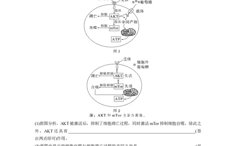 第4单元　课时练5　细胞的分化、衰老和死亡_2024年新高考资料_1.2024一轮复习_2024年高考生物一轮复习讲义（新人教版）_学生版在此文件夹_一轮复习69练_第四单元　细胞的生命历程