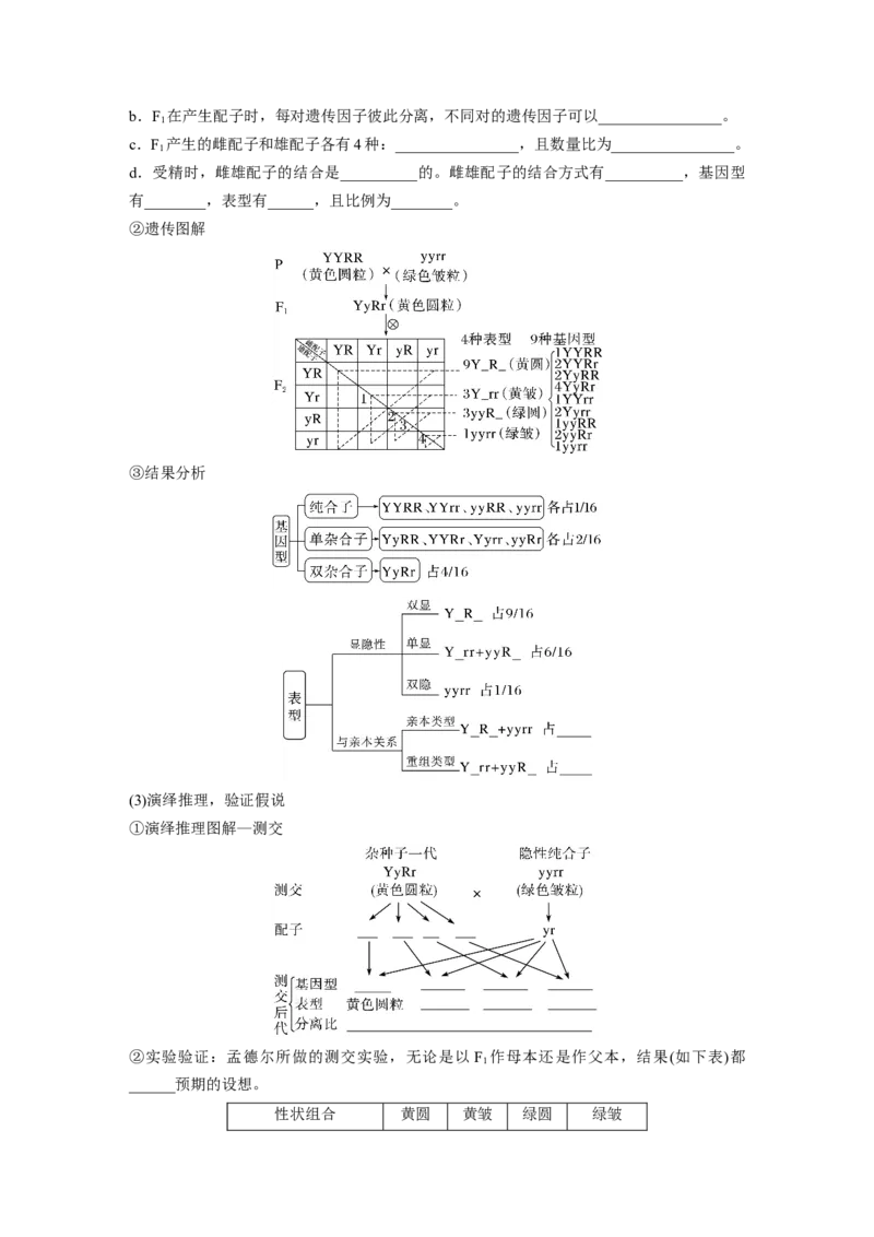 第5单元　第4课时　自由组合定律的发现及应用_2024年新高考资料_1.2024一轮复习_2024年高考生物一轮复习讲义（新人教版）_学生版在此文件夹_大一轮复习讲义_第五单元　基因的传递规律