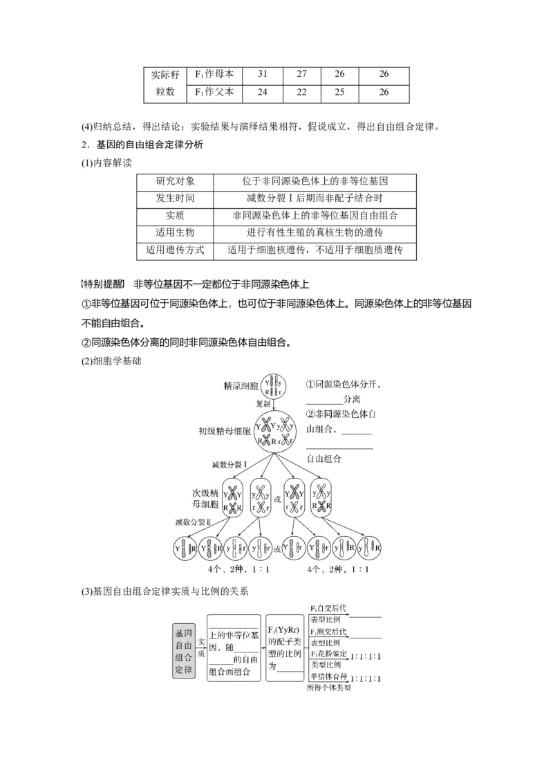 第5单元　第4课时　自由组合定律的发现及应用_2024年新高考资料_1.2024一轮复习_2024年高考生物一轮复习讲义（新人教版）_学生版在此文件夹_大一轮复习讲义_第五单元　基因的传递规律