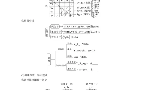 第5单元　第4课时　自由组合定律的发现及应用_2024年新高考资料_1.2024一轮复习_2024年高考生物一轮复习讲义（新人教版）_学生版在此文件夹_大一轮复习讲义_第五单元　基因的传递规律